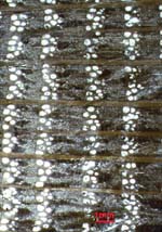 4 tree-rings of a prehistorical oak