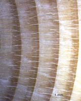 4 tree-rings of a silver fir